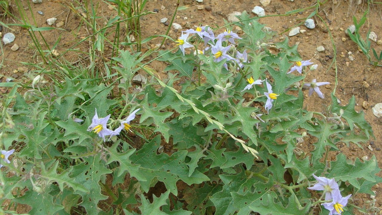 Solanum dimidiato 11