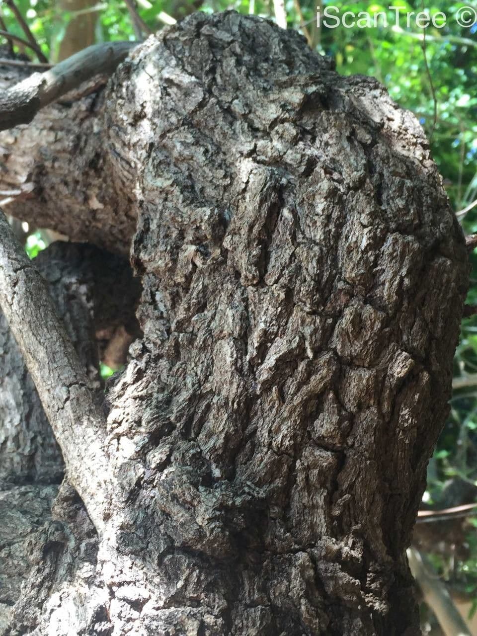 Flueggea 18