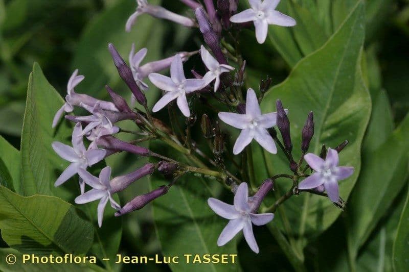 Amsonia 4