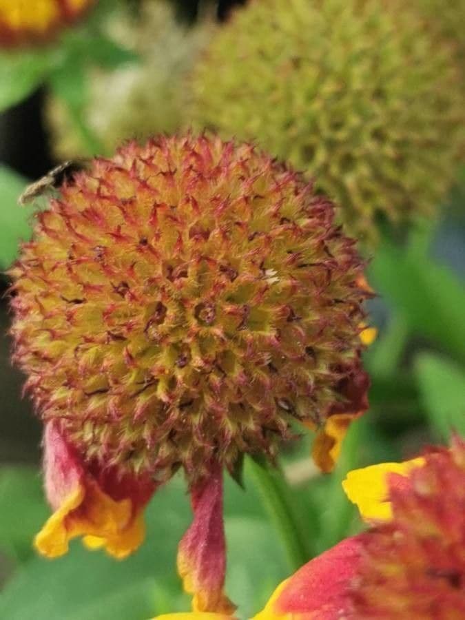 Gaillardia 30