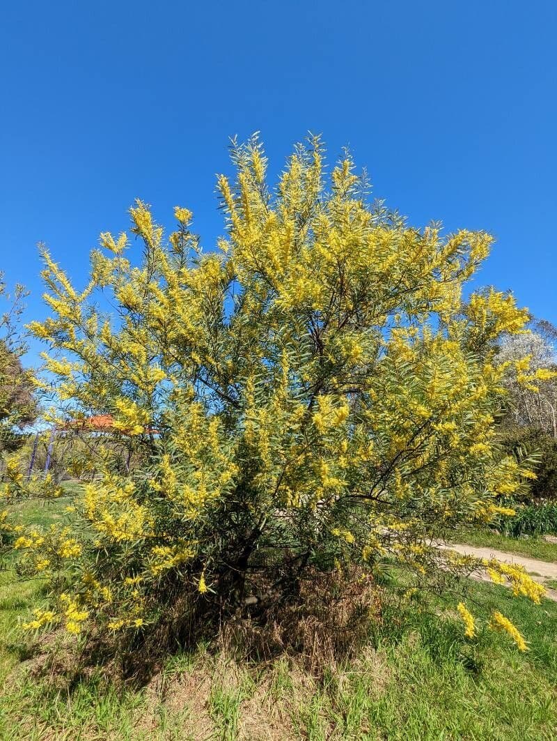 Acacia 8