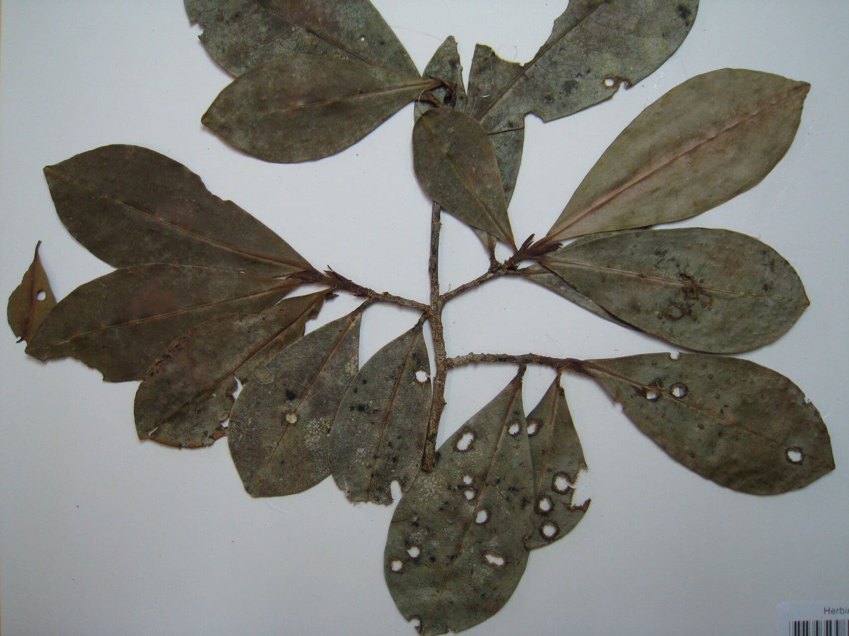 Erythroxylum 6