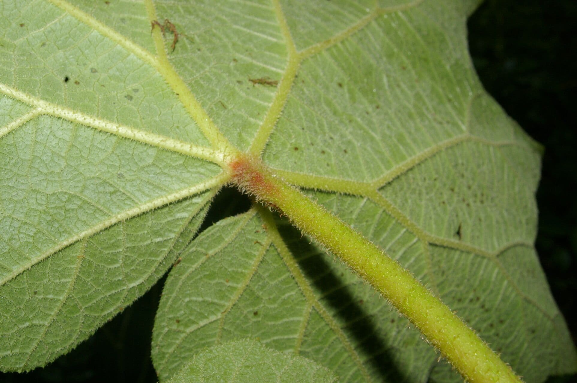 Begonia parviflora 4