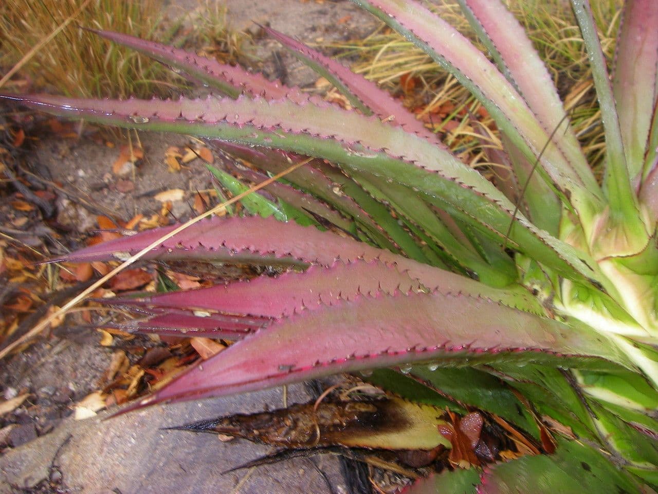Agave