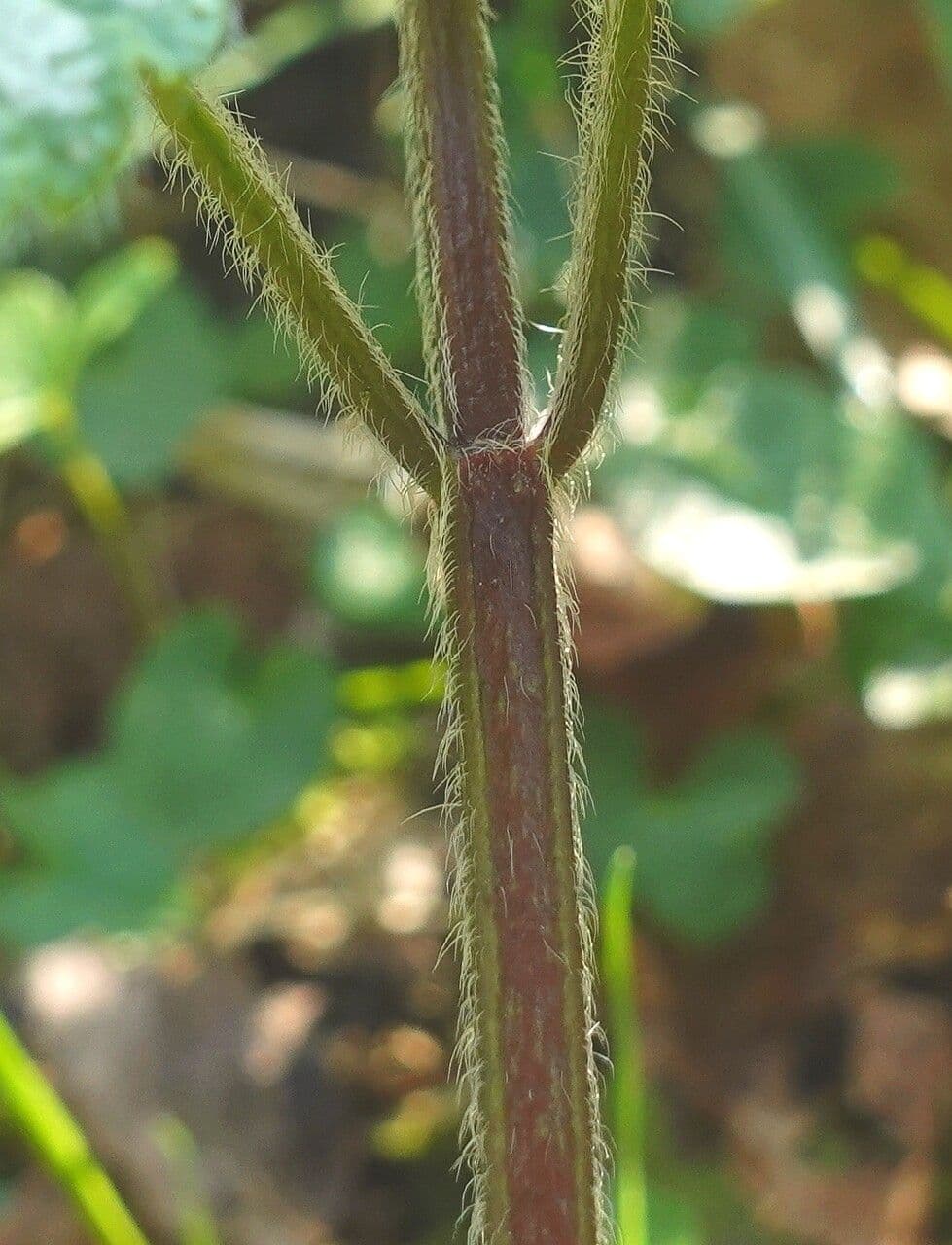 Ortiga gialla 25