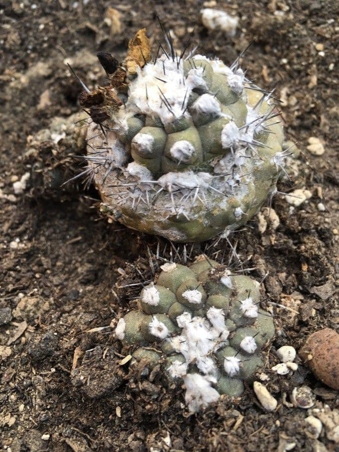 Copiapoa 5