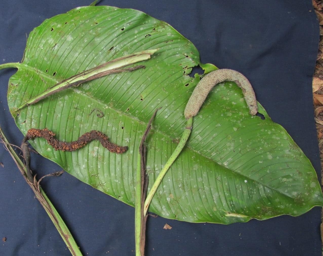 Rhodospatha 17
