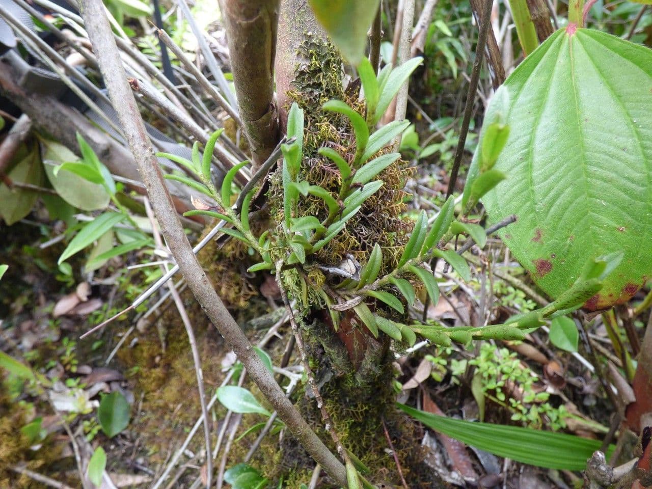 Angraecum 10