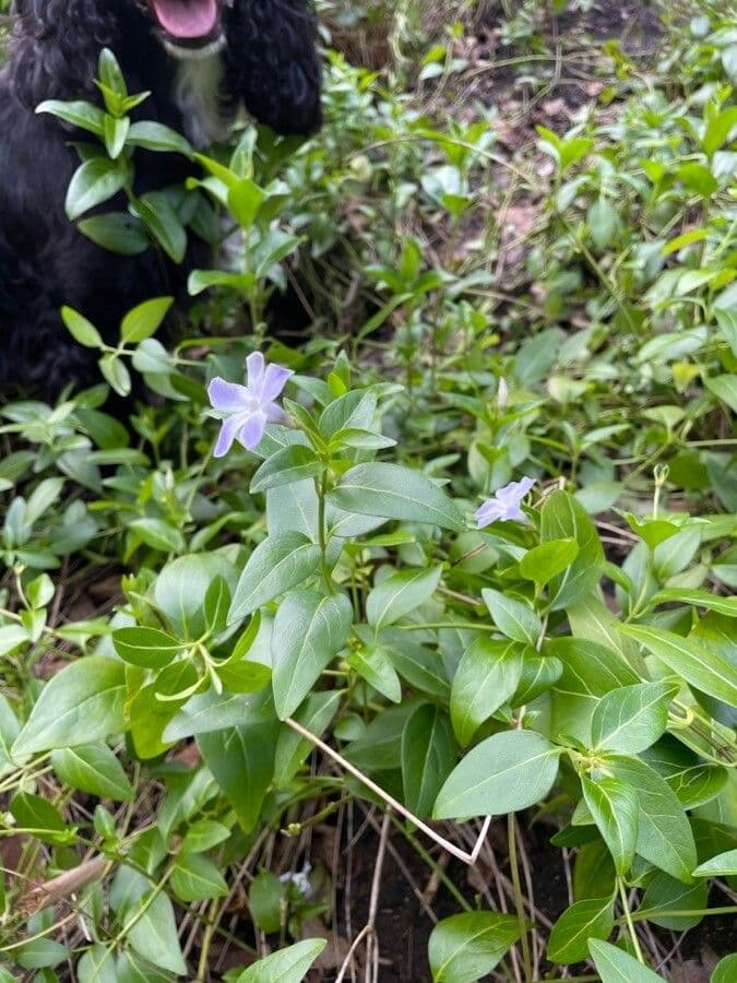 Pervinca difforme 11