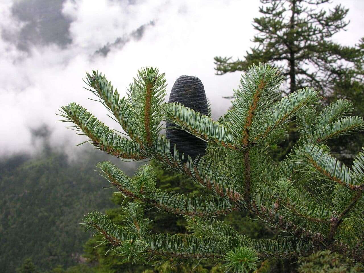 Abete dell'Himalaya 6