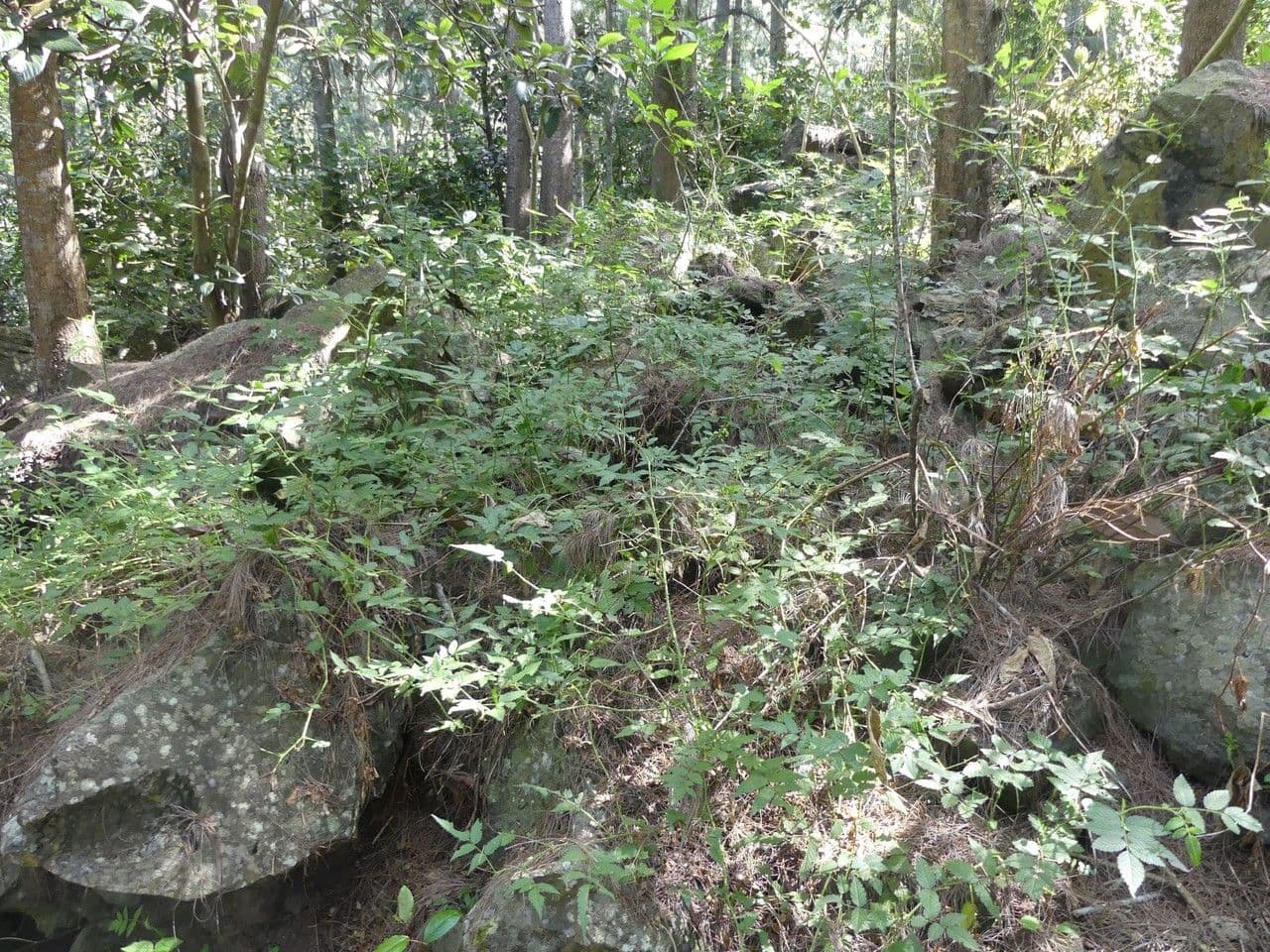 Rovo 13