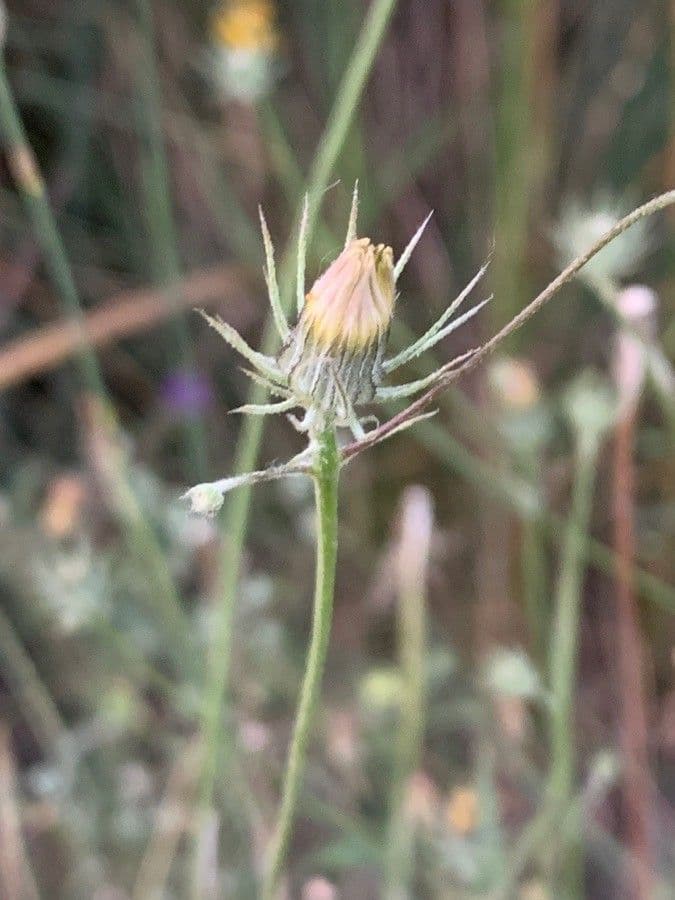 Silene portensis 3