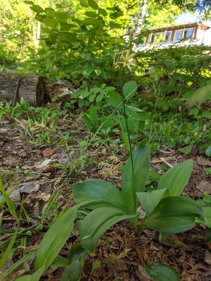Clintonia boreale 13