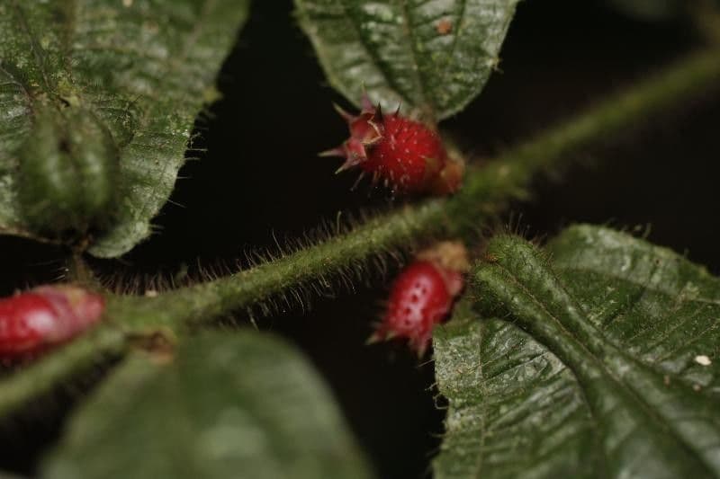 Miconia mayeta 3