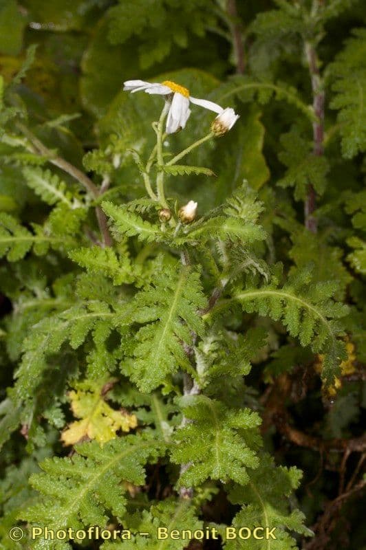 Argyranthemum 16