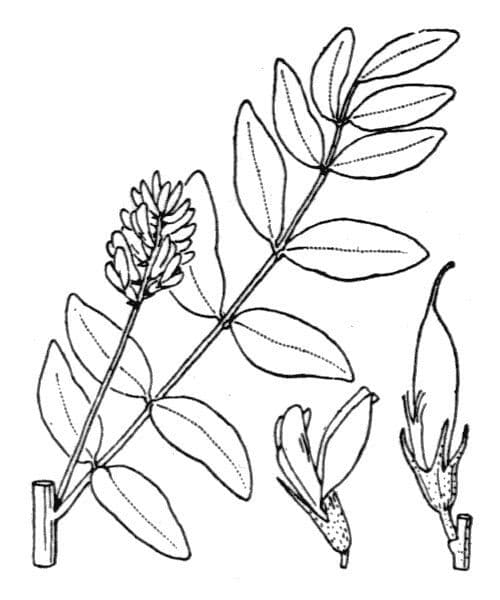 Lékořice lysá 27