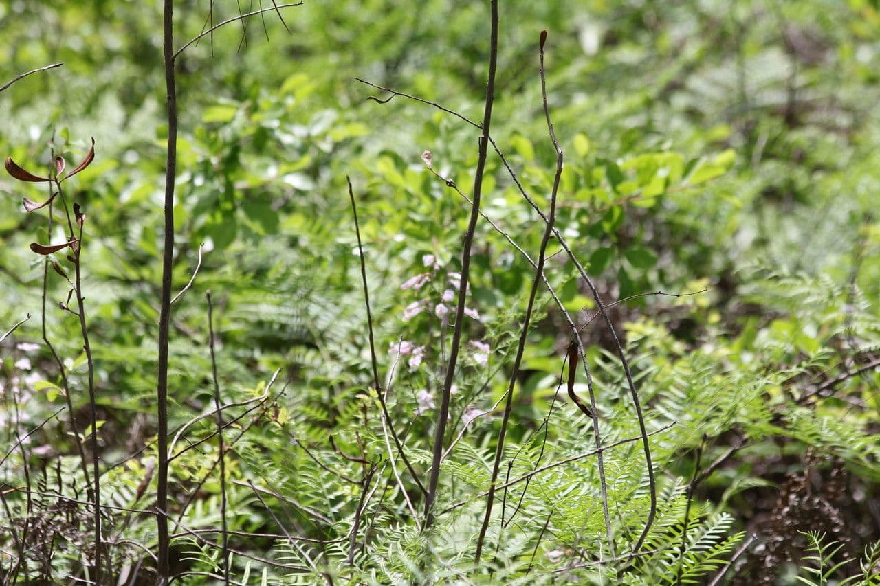 Penstemon laxiflorus 6