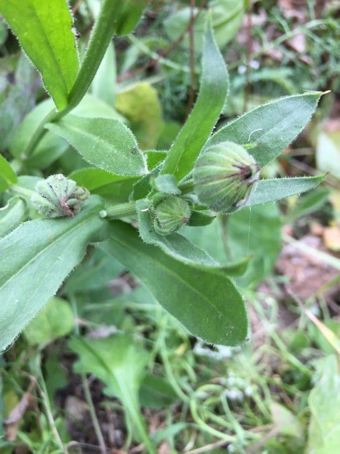 Calendula