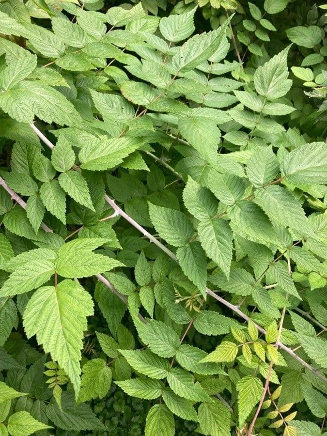 Weiße Schösslinge-Brombeere 4
