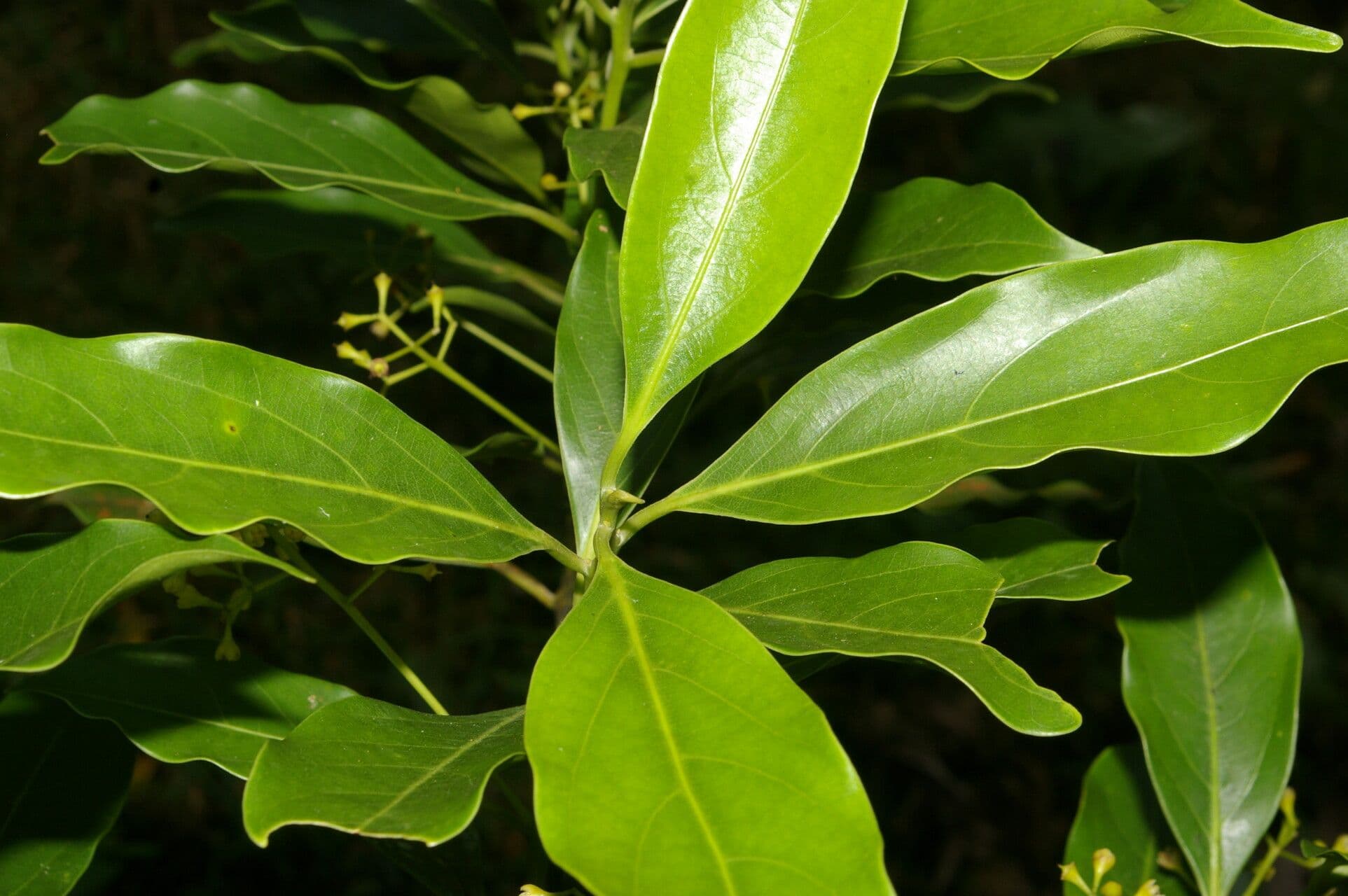 Ocotea 12