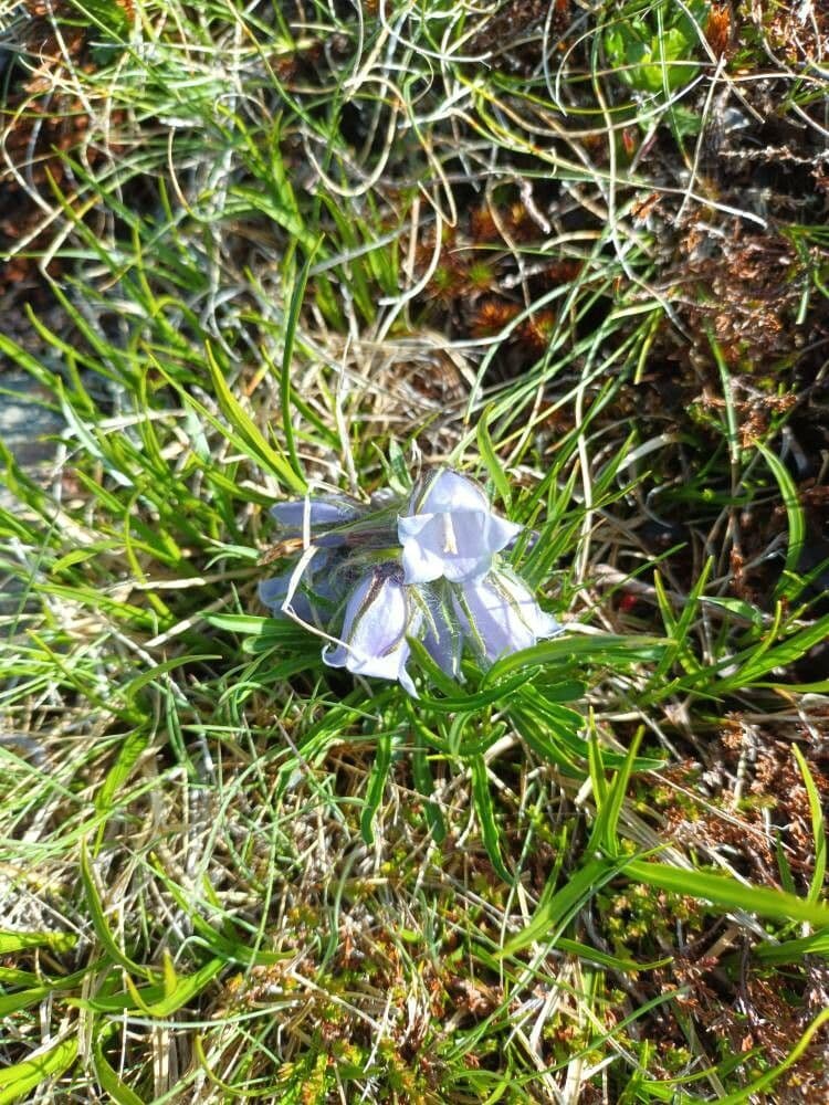 Campanula delle Alpi 2