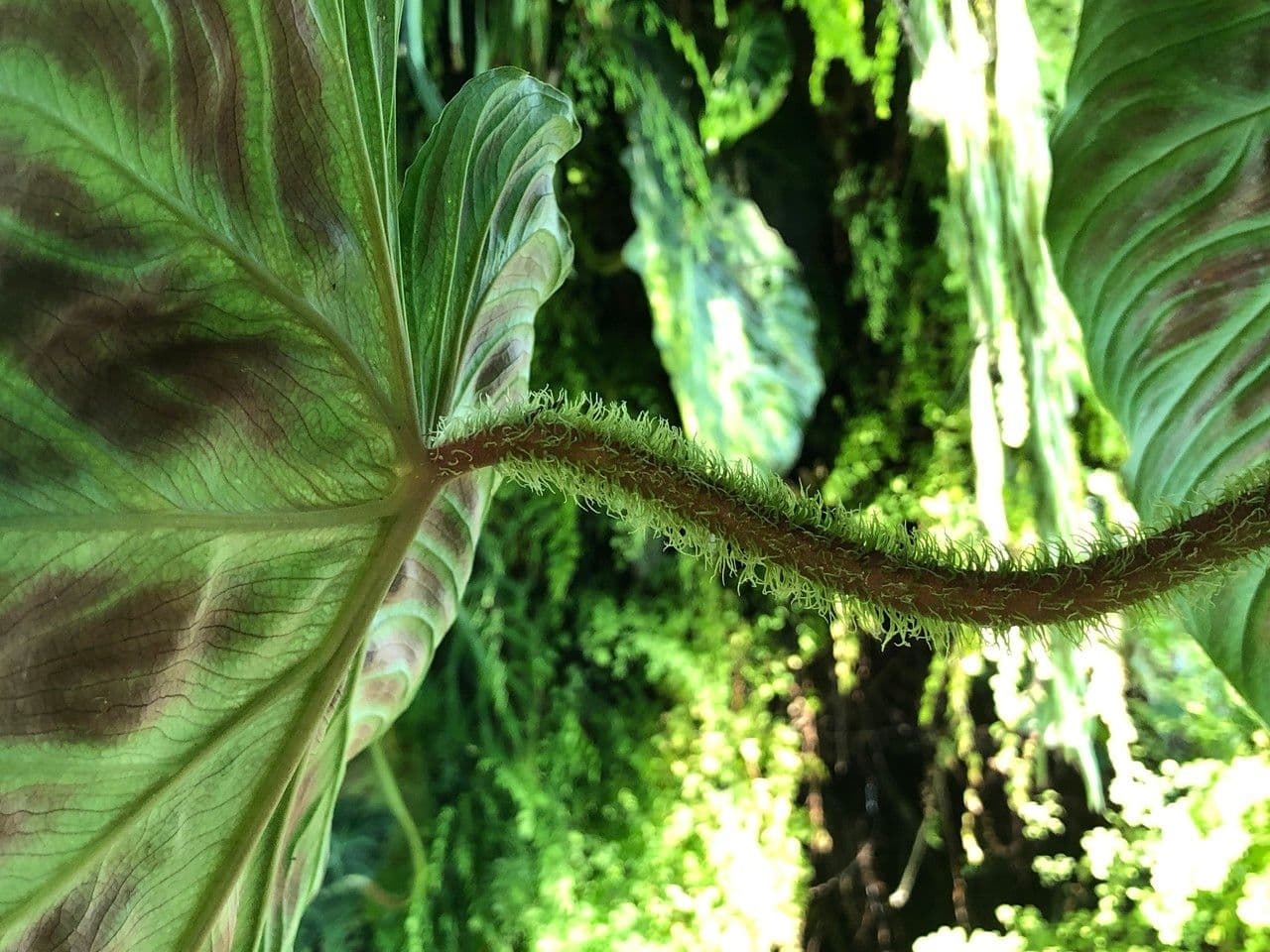 Warziger Philodendron 4