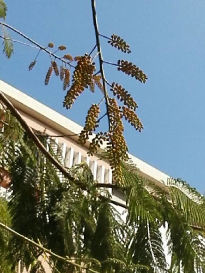 Colvillea
