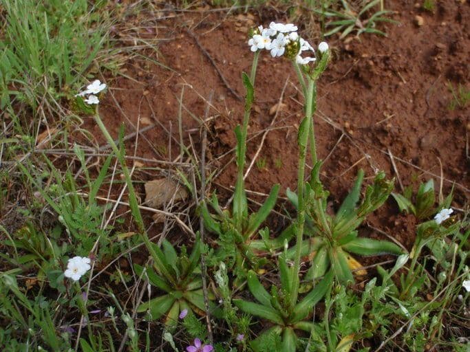 Plagiobothrys nothofulvus 13