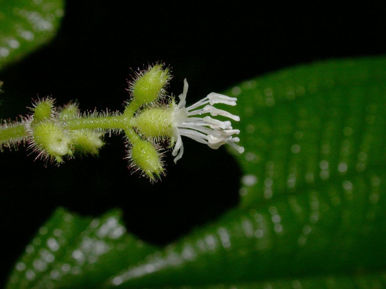 Miconia 6