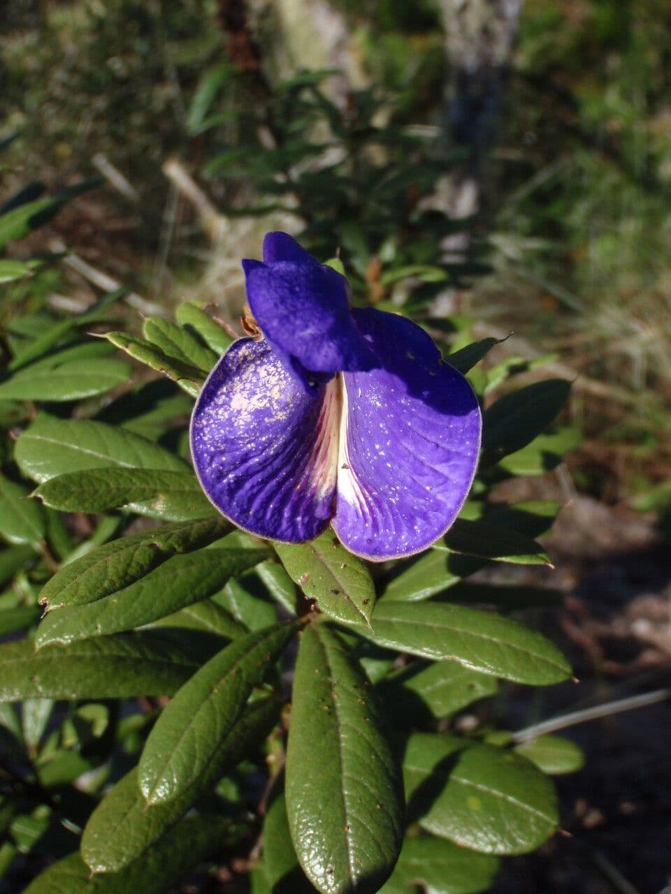 Periandra