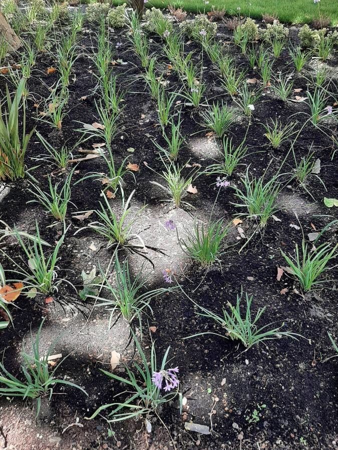 Tulbaghia 24