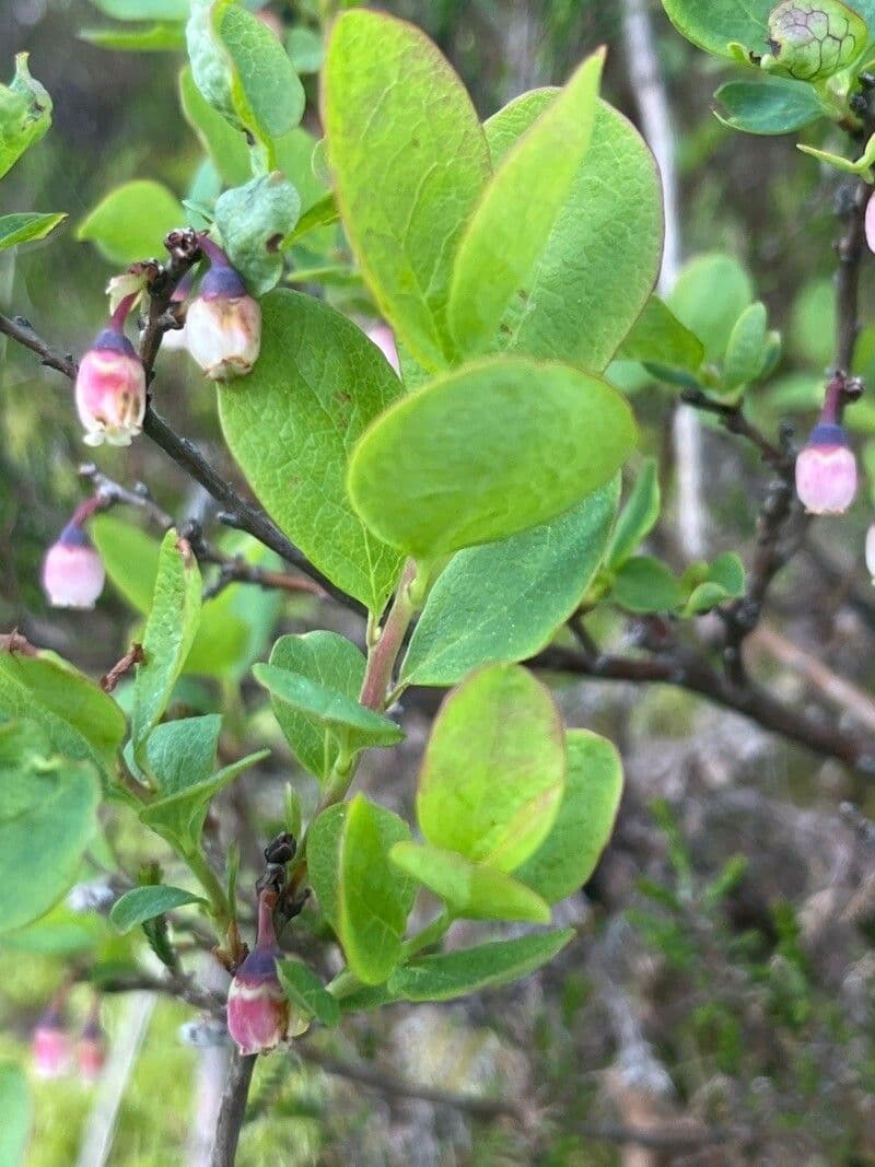 Rauschbeere 17