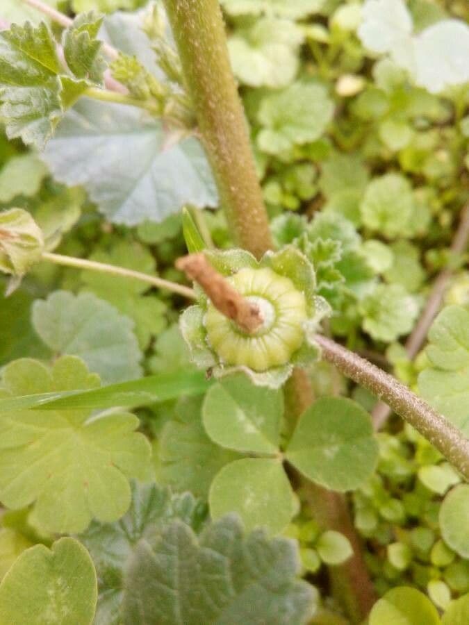Malva pusilla 27