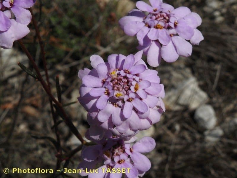 Schiffchenblättrige Schleifenblume 30