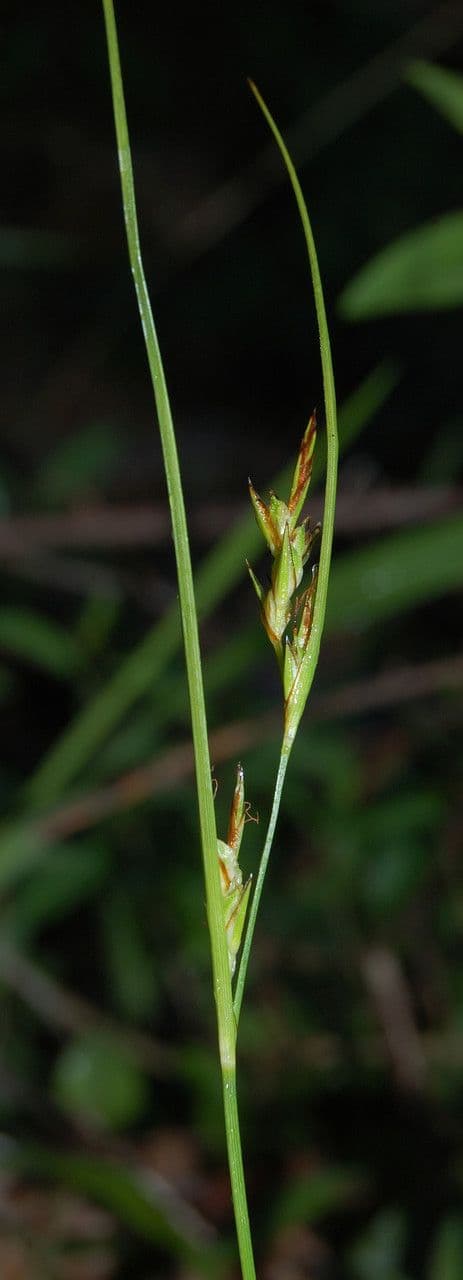 Carex distachya 4