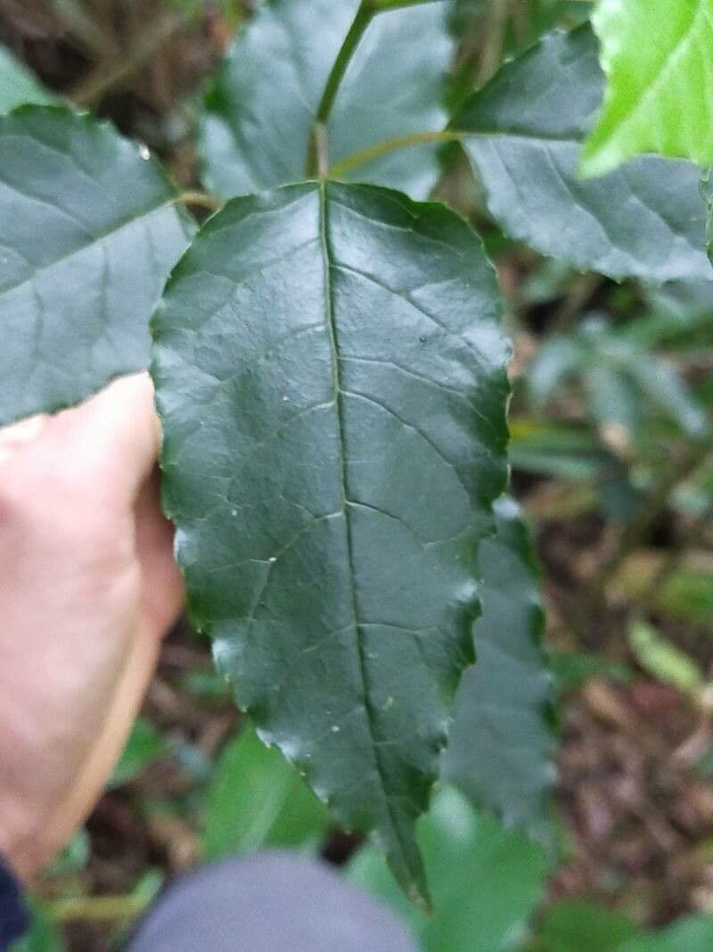 Faujasiopsis 5
