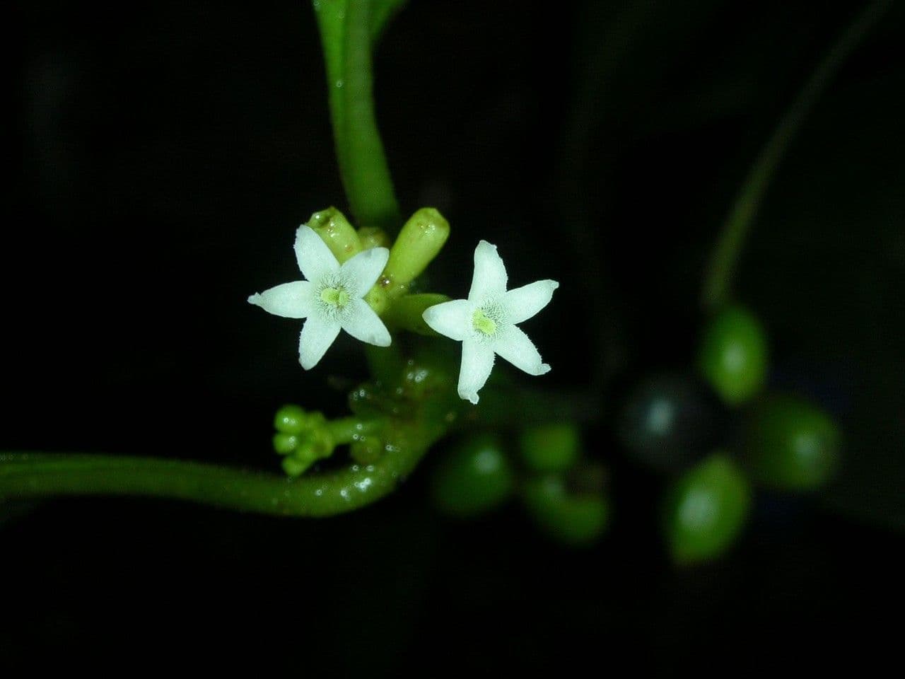 Ronabea latifolia 8
