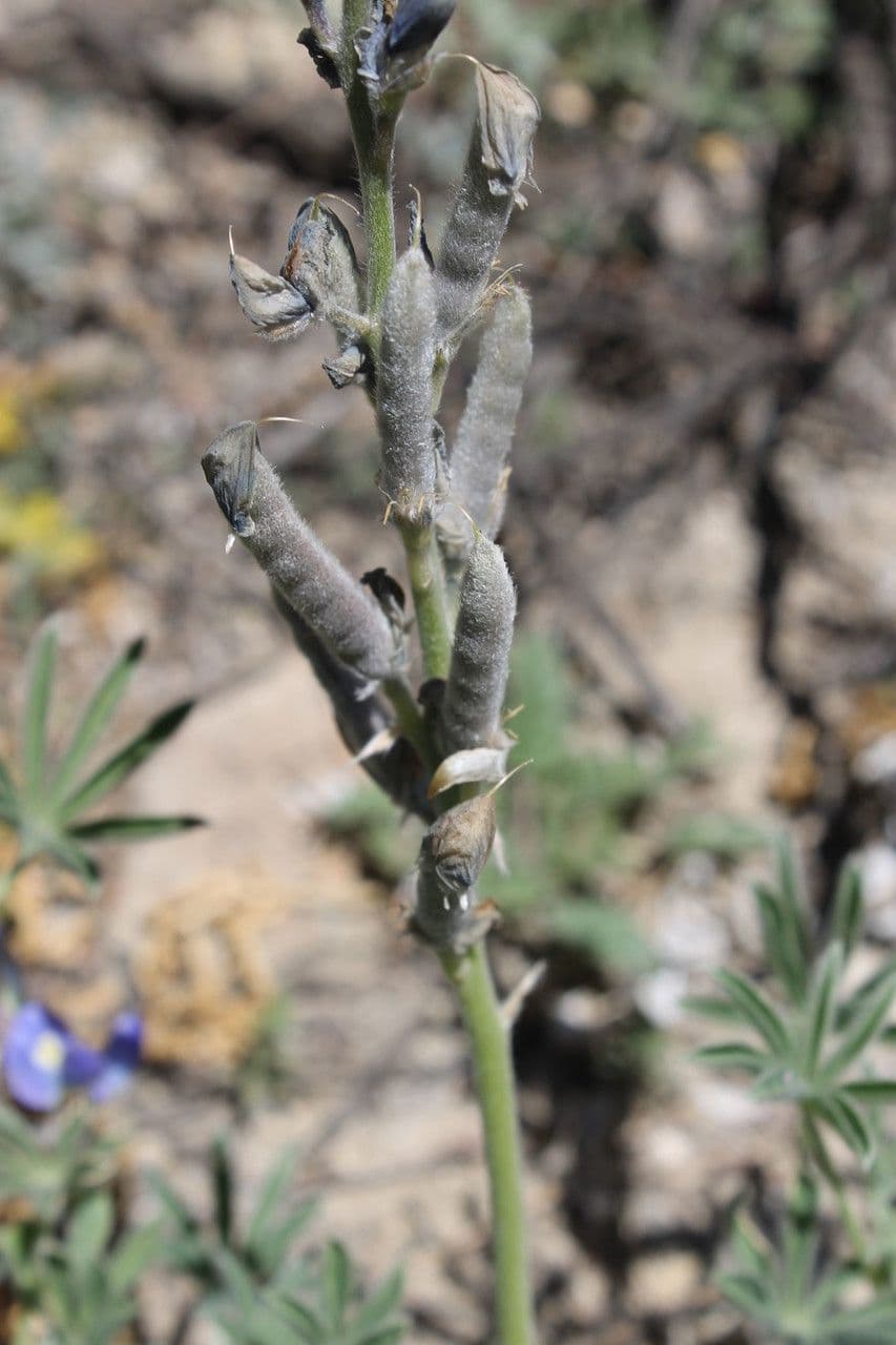 Lupinus texensis 20