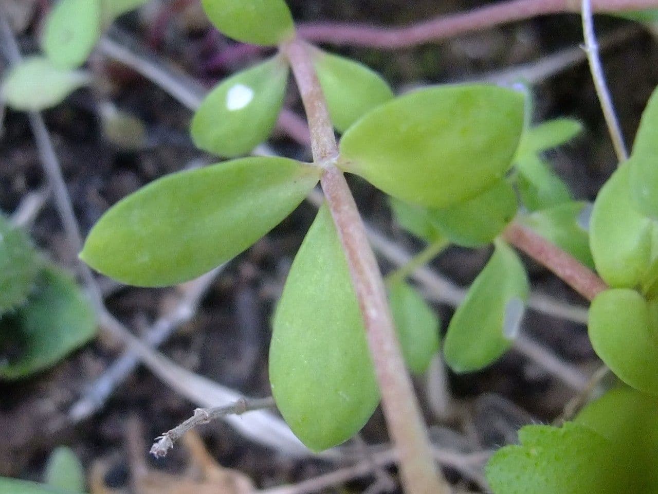 Linaria triphylla 13
