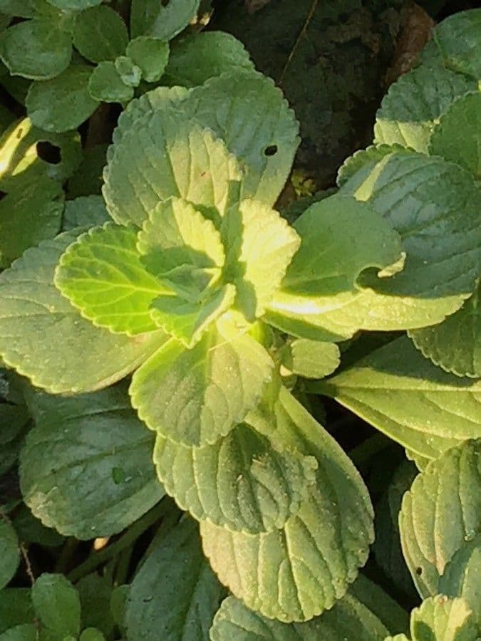Plectranthus 14