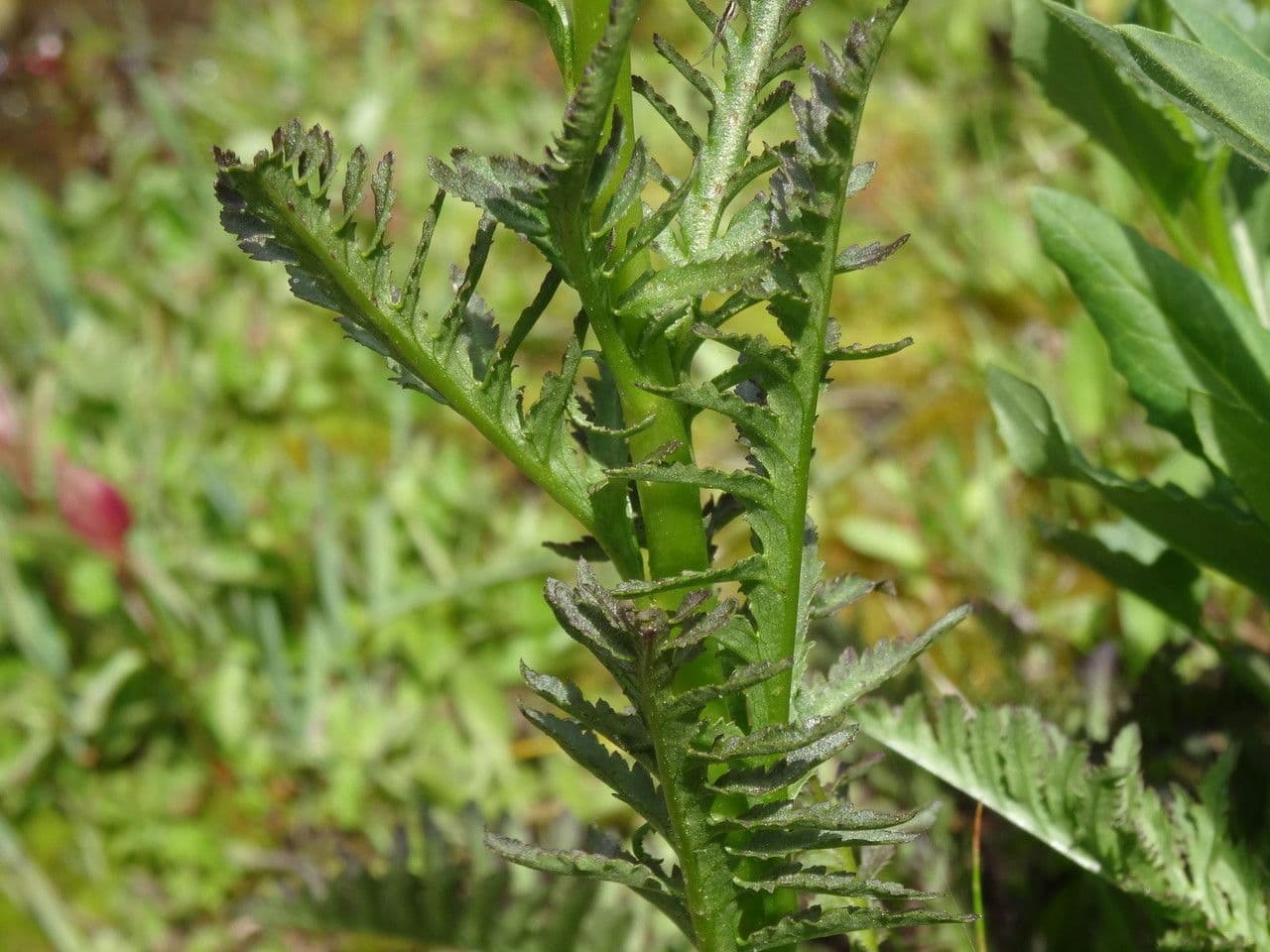 Vrbina Grónská