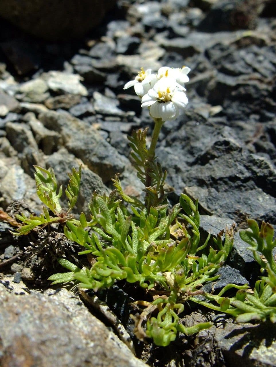 Achillea erba-rotta 6