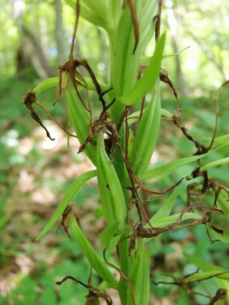 Zweiblättrige Waldhyazinthe 2