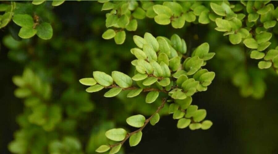 Nothofagus 9