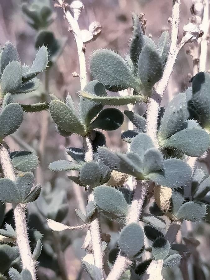 Falsa ginestra 12