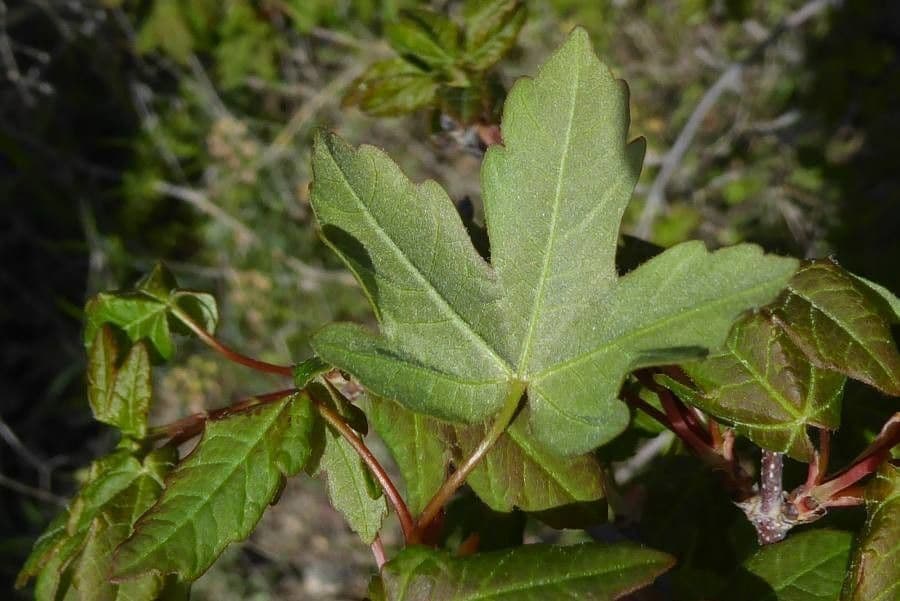 Acero hyrcanum 2
