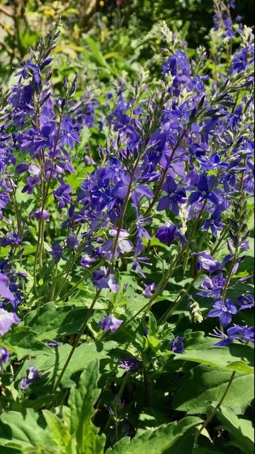 Veronica austriaca 13