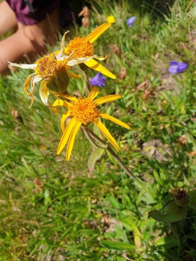 Arnica gemela