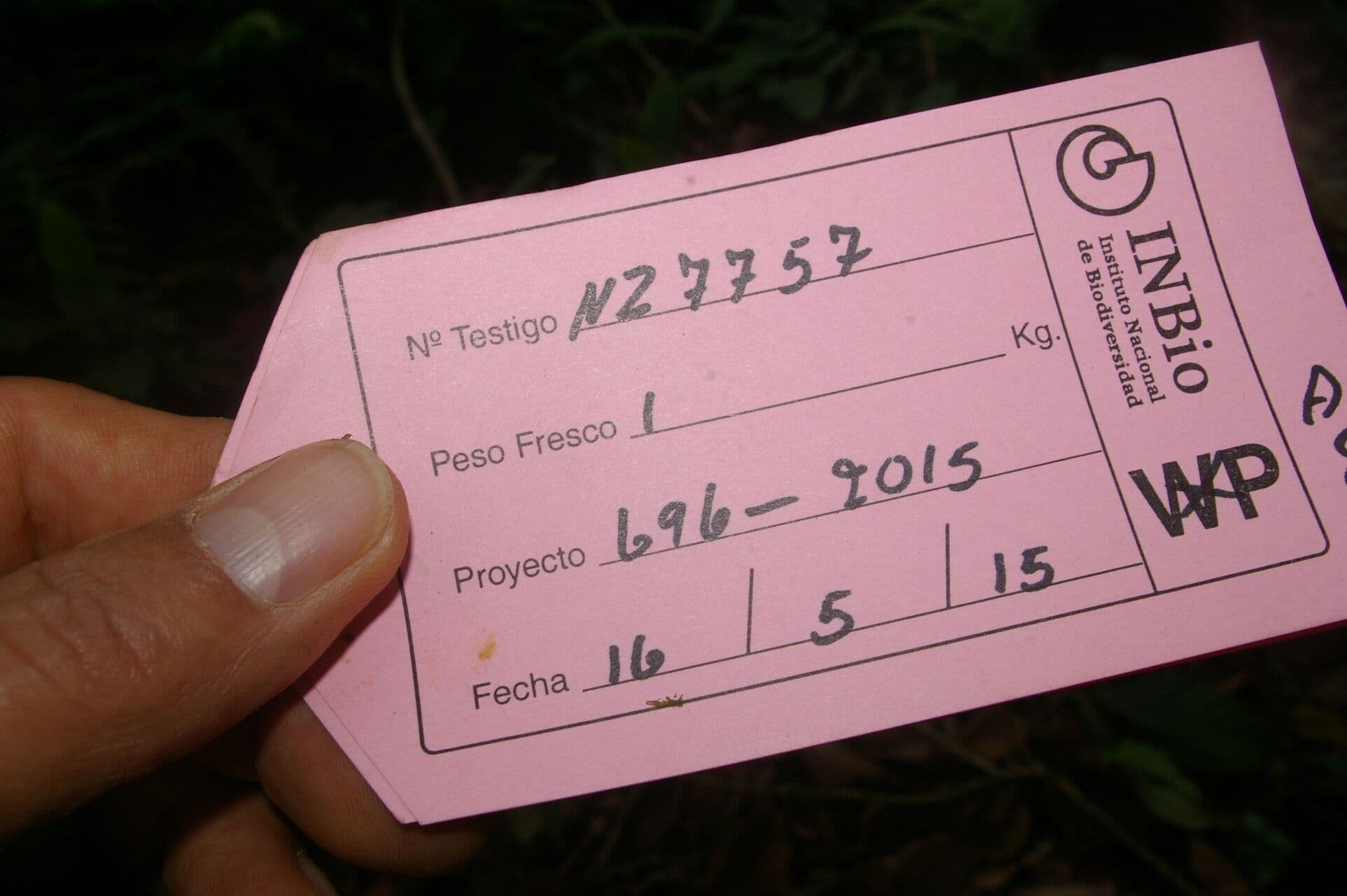 Meliosma 9