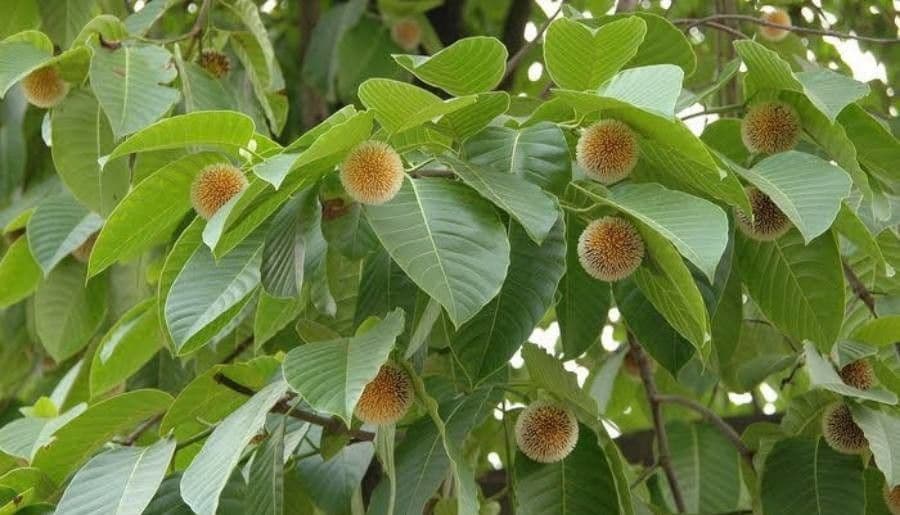 Kadamba 2